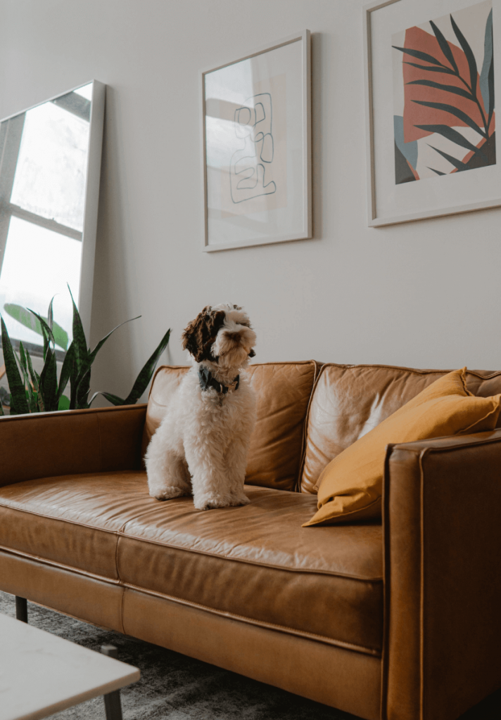 Dog on Leather Couch